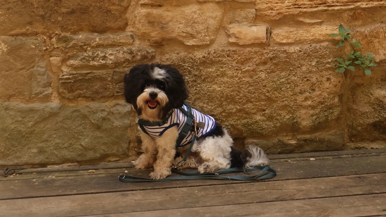Chippy the dog